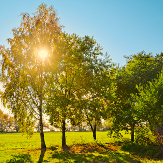 Gedenkbaum-Gruppe von  für Hildegard Schnarrenberger-Gairing 